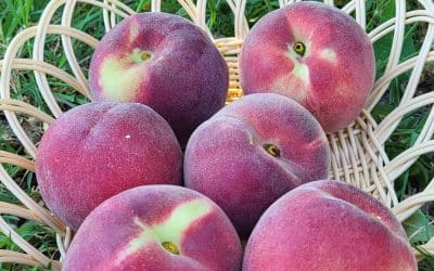 Cette semaine au Paysans du Coin 30/05/25