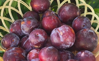 Cette semaine au Paysans du Coin 18/07/25