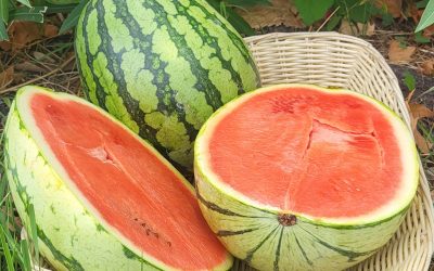 Cette semaine au Paysans du Coin 22 août